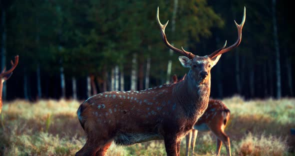 Sika deer buck in the morning. The animal stands in full growth.