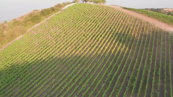 Aerial Drone Shot Revealing a House on a Hill Surrounded by Vineyards During Sunset (Paso Robles,CA)