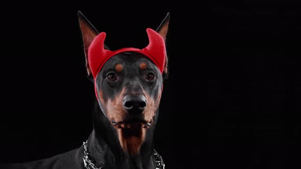 Doberman Pinscher Dog Black Background Red Devil Horns His Head alt