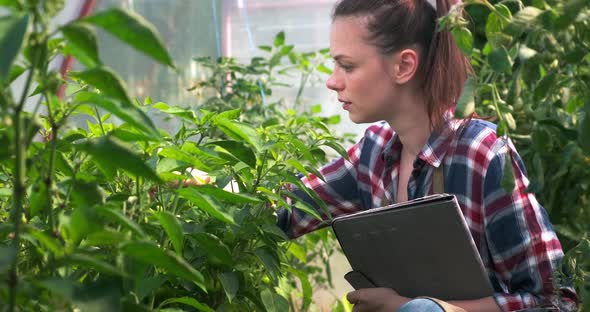 Agronomist Woman Conducts Inspection of Peppers and Puts Indicators in Tablet