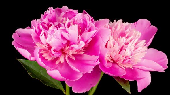 Time Lapse of Two Beautiful Pink Peony Flowers Blooming alt