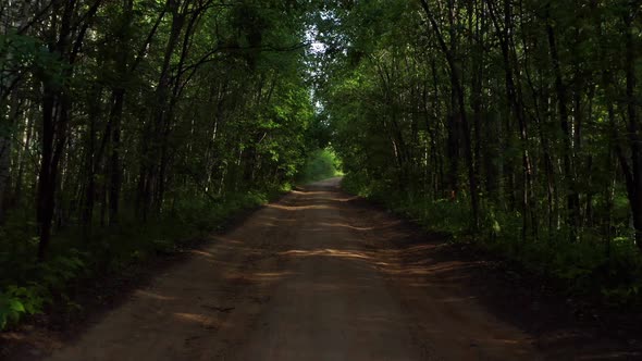 An Empty Road in the Forest alt