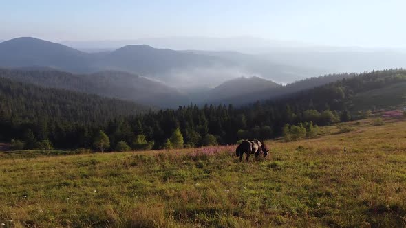 Wild Horses Running. Herd of Horses Running on the Steppes in the Background alt