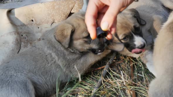 Young Woman Animal Rights Activist Volunteer Treating Stray Puppies with Medicine Treating Wounds alt
