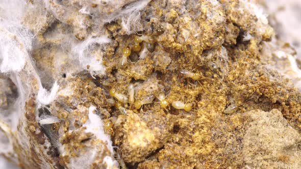 Termite walking in termite mound alt