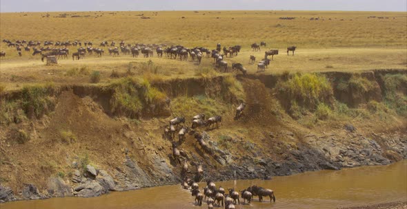 Gnus crossing a river alt