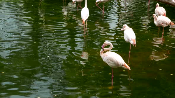 Pink Flamingos in park alt