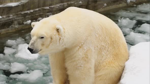 Portrait of a white bear sits near an ice in a zoo in the winter