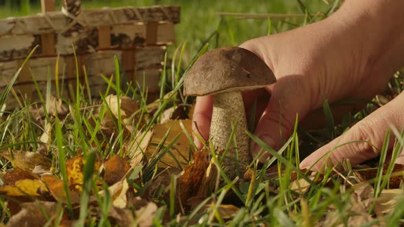 Female Hand Is Picking Fresh Mushroom on the Background of Birch Basket alt