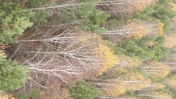 Vertical Video Aerial View of Trees in the Forest on an Autumn Day in Ukraine Slow Motion alt