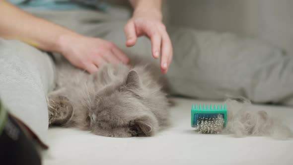 A man stroking a cat after combing wool alt
