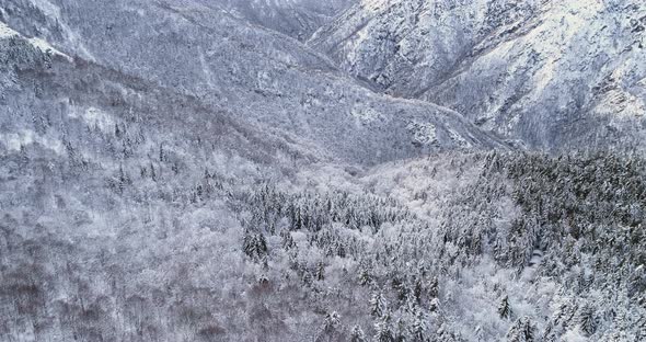 Forward Aerial Over Alpine Mountain Valley Pine Forest Woods Covered in Snow in Overcast Winter