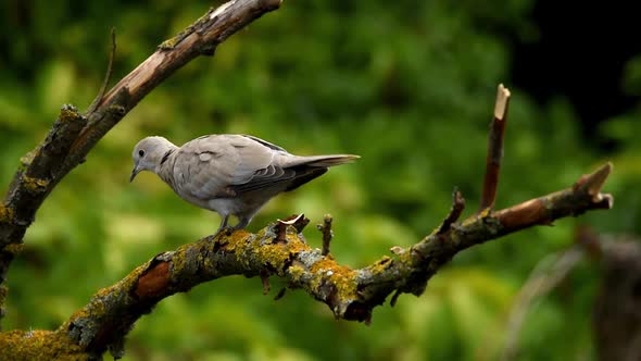 Collared Dove or Streptopelia Decaocto on Branch alt