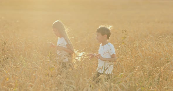 Children Walk on a Wheat Field and Talk