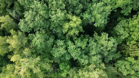 Flying Low Over the Trees Topdown View of the Summer Forest