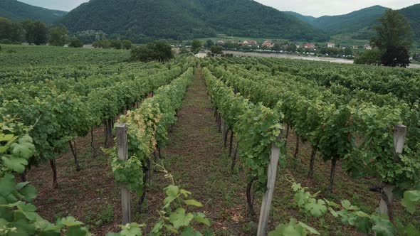 Rows of Green Grape Bushes on Plantation in Wachau Valley Austria alt