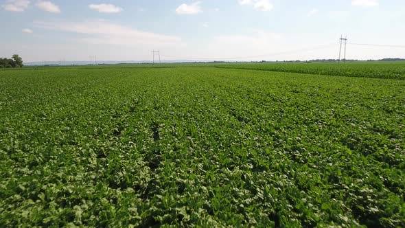 Soy Bean Field
