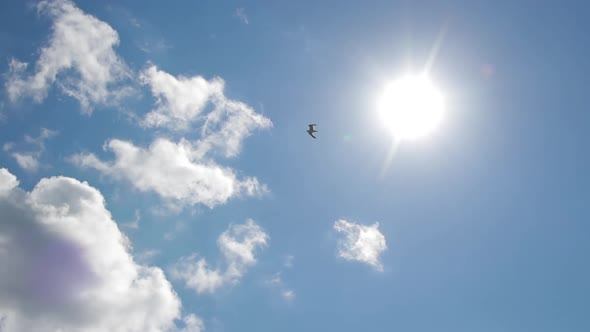 Lonely Bird Flying in the Blue Sky Against the Sun