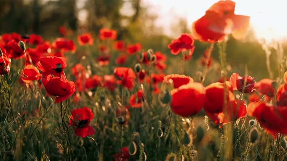 Poppy Field at Sunset alt