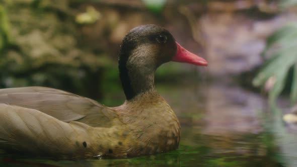 Tropical Duck Resting (60fps Slomo) alt