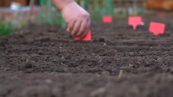 Sowing Seeds of Plants in the Ground alt
