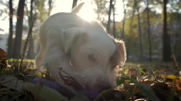 Pet Dog Jack Russell Playing with a Puller in the Park in the Sun Lights alt