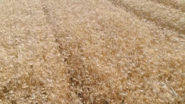 Wheat Field alt