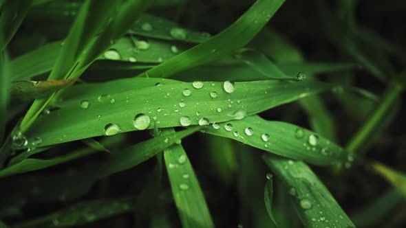 Green Grass with Dew Drops After Rain alt