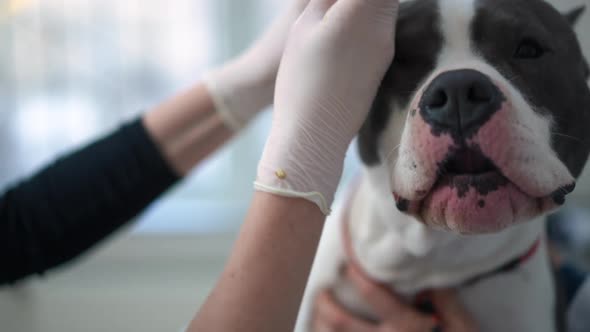 Closeup American Staffordshire Terrier with Unrecognizable Veterinarian Instilling Ear Drops in Slow alt