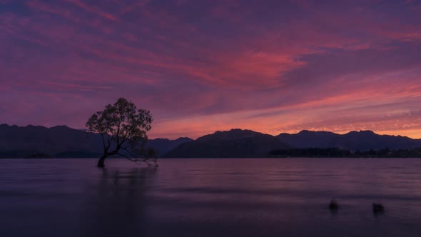 Wanaka Tree New Zealand timelapse alt