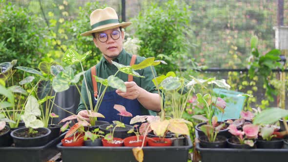 4K Asian man plant shop owner caring plants and flowers in greenhouse garden. alt