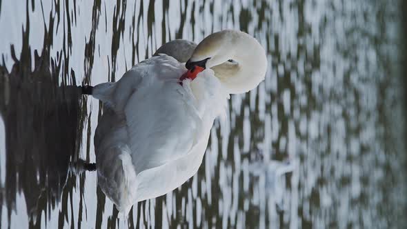 Vertical wildlife animal video of Swans (cygnus) on a lake, swimming in the water, British birds in  alt