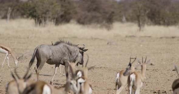 Wildebeest Walking Amongst Springbok