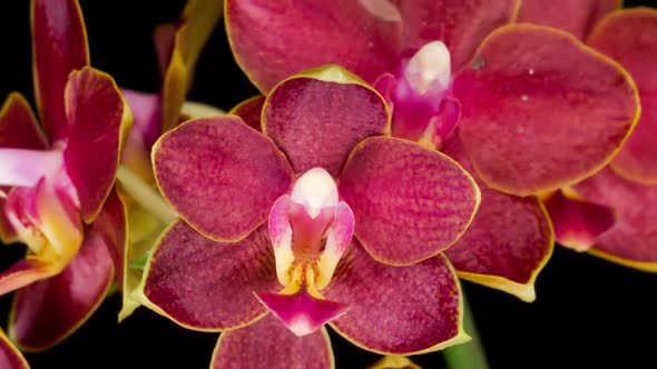 Blooming Red Orchid Phalaenopsis Flower alt