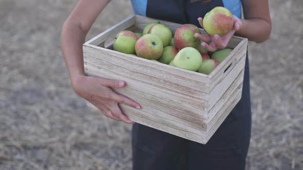 The Farmer Is Holding a Wooden Box with Apples Autumn Harvest