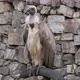 Griffon Vulture - VideoHive Item for Sale