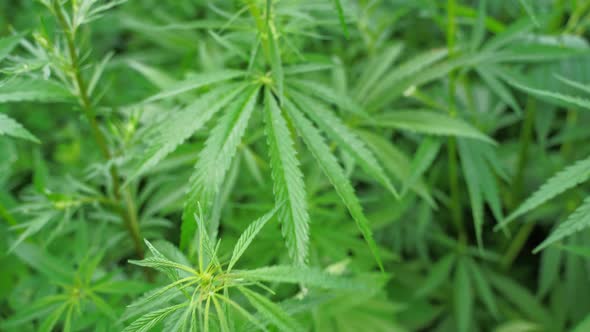 Cannabis Green Plant