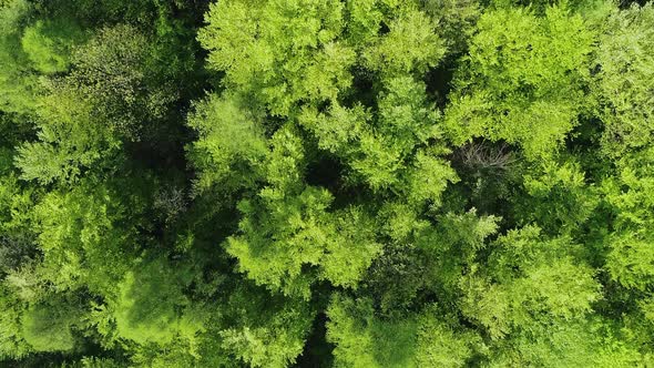 Aerial top view of green forest. Spring foliage of trees.
