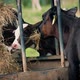 Cows At Cattle Feeder Eating Hay - VideoHive Item for Sale