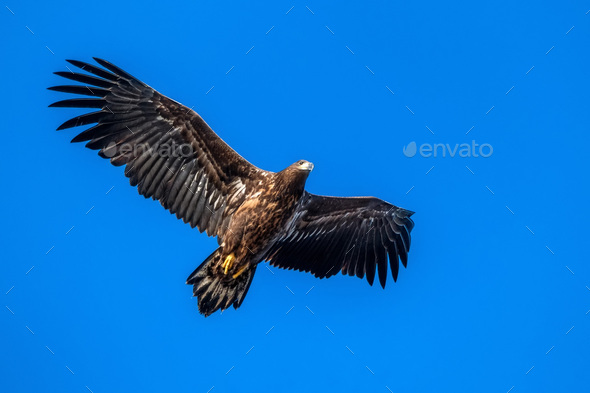 A view of flying Haliaeetus albicilla or White-tailed Eagle - Stock Photo - Images