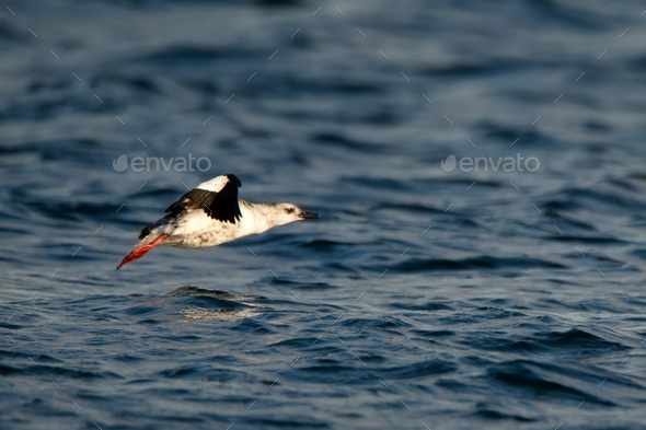 Cepphus also referred to as true guillemots fly above water - Stock Photo - Images