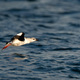 Cepphus also referred to as true guillemots fly above water - PhotoDune Item for Sale