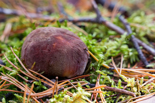 Close-up Boletus mushroom on the ground in forest - Stock Photo - Images
