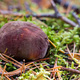 Close-up Boletus mushroom on the ground in forest - PhotoDune Item for Sale