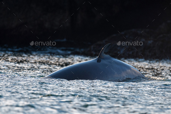 Dorsal fin of Balaenoptera acutorostrata or common Minke whale - Stock Photo - Images