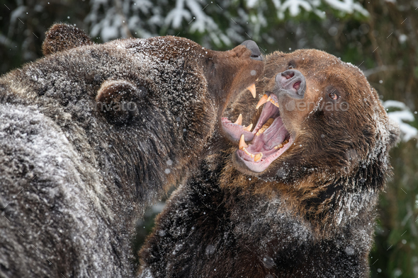 grizzly bears fighting