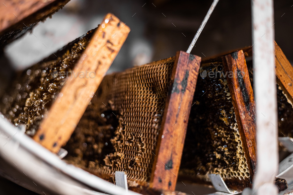 Beekeeper is filling up a honey extractor with a honeycomb to exctract honey