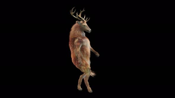 28 Deer Dancing 4K alt