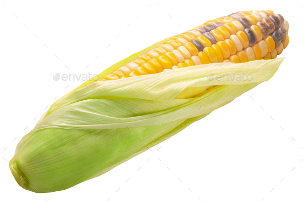 Heirloom variegated multicolor maize corn isolated