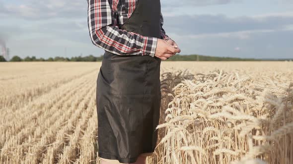 A farmer walks through a wheat field checking his harvest. alt